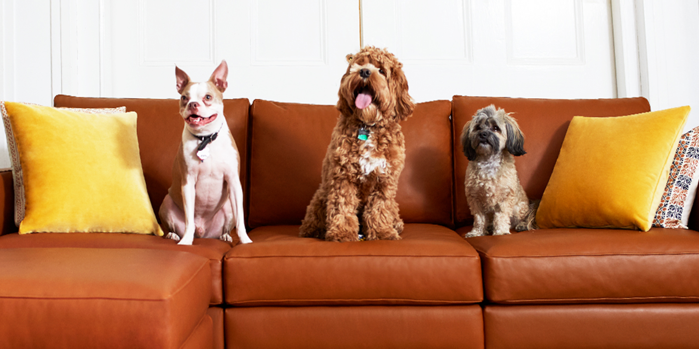 Dogs Leather Couches Yes You Can