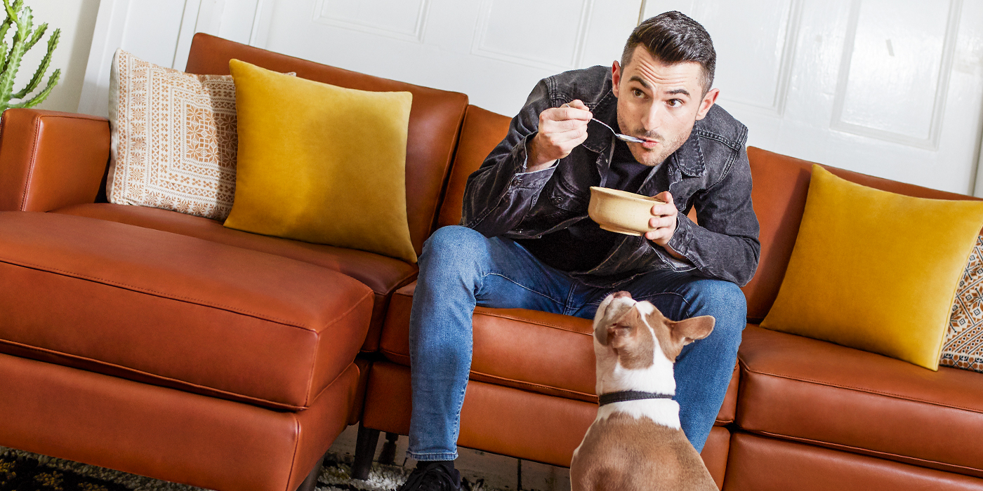 Dog nails shop on leather couch